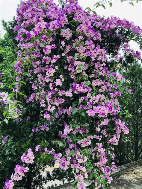 爬藤類的花|藤本植物